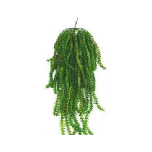  PENDENTE CB0157 ARAUCARIA LAUBENFELSII