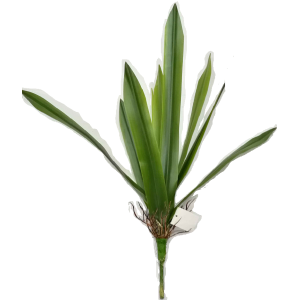 FOLHAGEM DE ORQUIDEA SILICONE