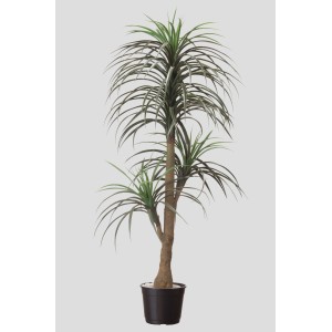 ÁRVORE YUCCA ELEPHANTIPES X4