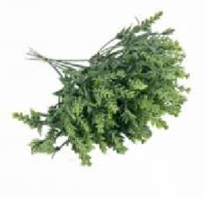 PICK MINI FICUS C/6 GALHOS ZDZ0015 SEMENTES