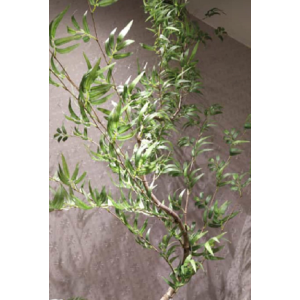 áRVORE BAMBU MOSSO MED.