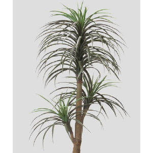 ÁRVORE YUCCA ELEPHANTIPES X4
