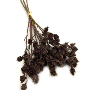 FLOR SILVESTRE KZ0059 MAÇO