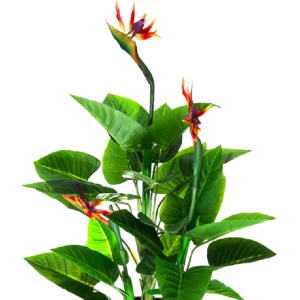 ÁRVORE STRELITZIA TOQUE REAL  C/3
