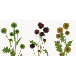 FLOR DE SOMPRO COD2190 CARDO ASNEIRO 59CM