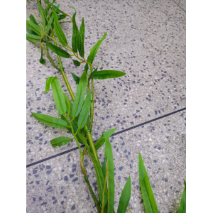 HASTE DE  BAMBU UNITARIO