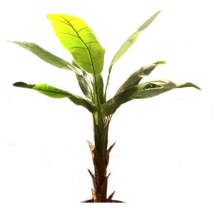 ÁRVORE  BANANEIRA TOQUE REAL