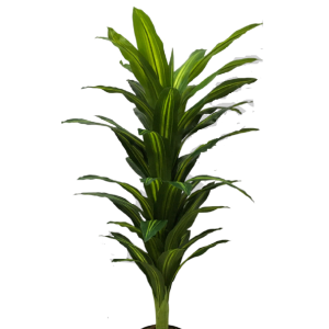 ÁRVORE DRACENA PEQUENA