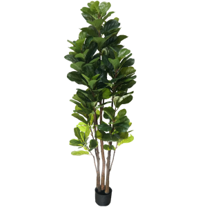 ARVORE FICUS LYRATA