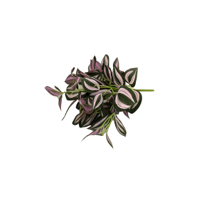 FLOR PLANTA FITTONIA