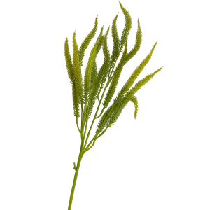 FLOR HASTE DE CAPIM TRIGO VERDE