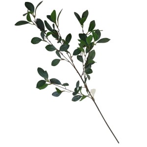 HASTE DE FICUS ELASTICA