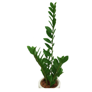 ARVORE  ZAMIOCUCA VERDE